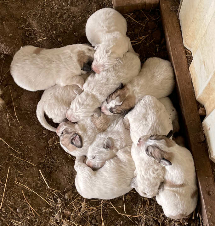 Great Pyrenees Puppies